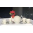 Porcelán kávéskészlet 12+1 db-os, tányér, csésze és kanna